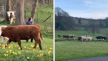 Dorset care home Colleagues running till the cows go home